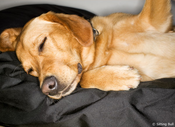 Mit einem Sitzsack für Hunde schenkt man seinem Tier einen schönen Schlafplatz.