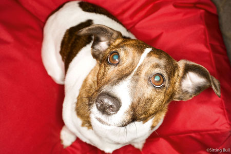 Süsser Hund auf seinem Hundebett